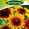sonnenhut-herbstwald-gaertnerland-quedlinburg