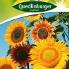 sonnenblumen-mischung-hoher-sorten-gaertnerland-quedlinburg