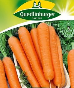 moehrensamen-amsterdam-2-gaertnerland-quedlinburg