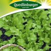 pfluecksalat-gaertnerland-quedlinburg
