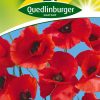 klatschmohn-rot-gaertneralnd-quedlinburg