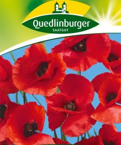 klatschmohn-rot-gaertneralnd-quedlinburg
