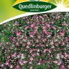 schleierkraut-rose-gaertnerland-quedlinburg