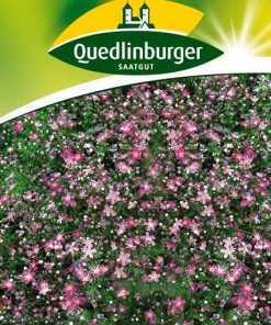 schleierkraut-rose-gaertnerland-quedlinburg