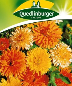 ringelblumen-pazifik-schoenheit-gaertnerland-quedlinburg