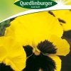 stiefmuetterchen-schweizer-riesen-gaertnerland-quedlinburg