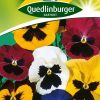 stiefmuetterchen-fruehbluehende-prachtmischung-gaertnerland-quedlinburg