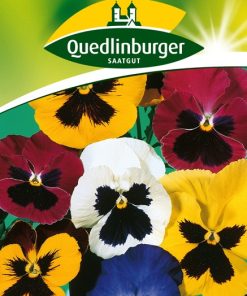 stiefmuetterchen-fruehbluehende-prachtmischung-gaertnerland-quedlinburg