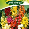 loewenmaul-halbhohe-sorten-gaertnerland-quedlinburg