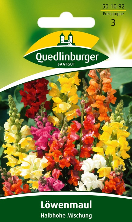 loewenmaul-halbhohe-sorten-gaertnerland-quedlinburg