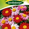 bunte-margeriten-gaertnerland-quedlinburg