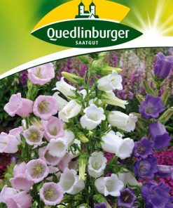 glockenblumen-prachtmischung-gaertnerland-quedlinburg