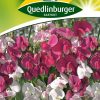 staudenwicken-gaertnerland-quedlinburg