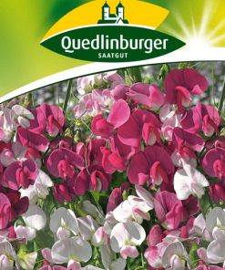 staudenwicken-gaertnerland-quedlinburg