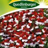 nemesien-red-and-white-gaertnerland-quedlinburg