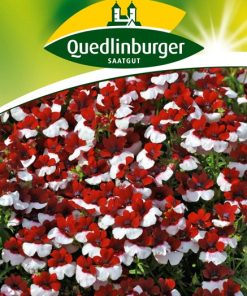 nemesien-red-and-white-gaertnerland-quedlinburg
