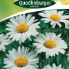 weisse-margeriten-gaertnerland-quedlinburg
