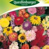 sommerblumen-halbhohe-mischung-gaertnerland-quedlinburg