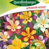 akelei-mischung-gaertnerland-quedlinburg
