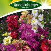 sommer-levkojen-gaertnerland-quedlinburg