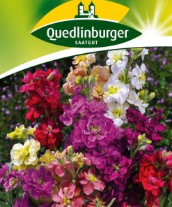 sommer-levkojen-gaertnerland-quedlinburg