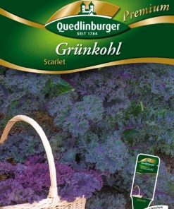 gruenkohl-skarlet-gaertnerland-quedlinburg