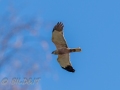 DSC_0693-210501-Brun-Karrhok-Circus-aeruginosus-Western-marsh-harrier