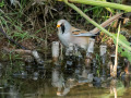 230701-DSC_1307-Bearded-reedling-Hjalstaviken-Panurus-biarmicus-Skaggmes-Uppland