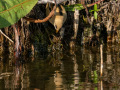 230701-_DSC1266-Bearded-reedling-Hjalstaviken-Panurus-biarmicus-Skaggmes-Uppland