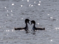 DSC_0101-210417-Great-crested-grebe-Skaggdopping