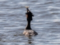 DSC_0124-210417-Great-crested-grebe-Skaggdopping