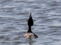 DSC_0125-210417-Great-crested-grebe-Skaggdopping