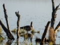 DSC_0186-210417-Anser-anser-Greylag-goose-Gragas