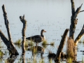 DSC_0187-210417-Anser-anser-Greylag-goose-Gragas