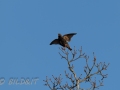 DSC_0267-210417-Common-starling-Stare-Sturnus-vulgaris