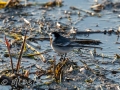 DSC_0367-210418-Sadesarla-white-wagtail