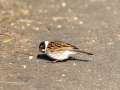 DSC_0472-210418-Common-reed-bunting-Emberiza-schoeniclus-Savsparv