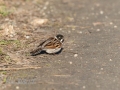 DSC_0479-210418-Common-reed-bunting-Emberiza-schoeniclus-Savsparv