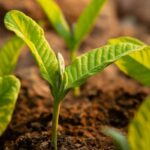Tengo un huerto ecológico: ¿qué fertilizantes puedo usar?