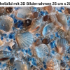 Muschelbilder kaufen - Maritime Bilder kaufen