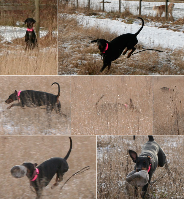 boll25jan2011