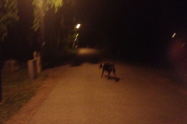 morkerhund