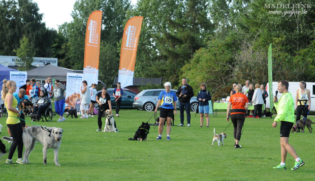 hundlop13.3