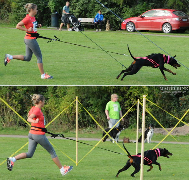 hundlop13.8