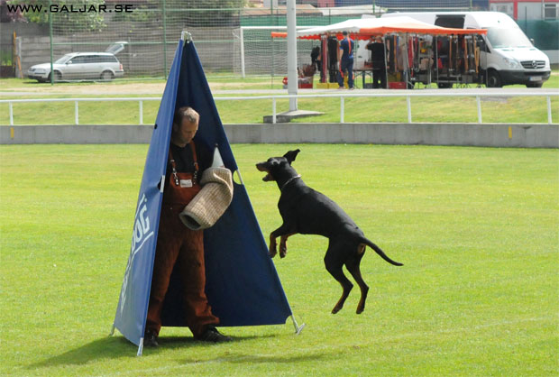tyskhund14