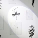 Kaisa Eriksson: Yksityiskohta installaatiosta Varjoherbaario, 2018, pigmenttivedos, Polykarbonaattilevy, liikkuva valo