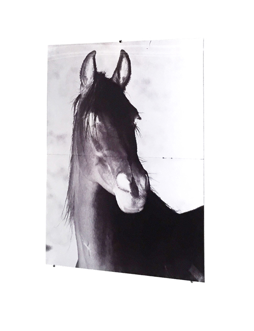 Tanja Koljonen: Horses east, horses west