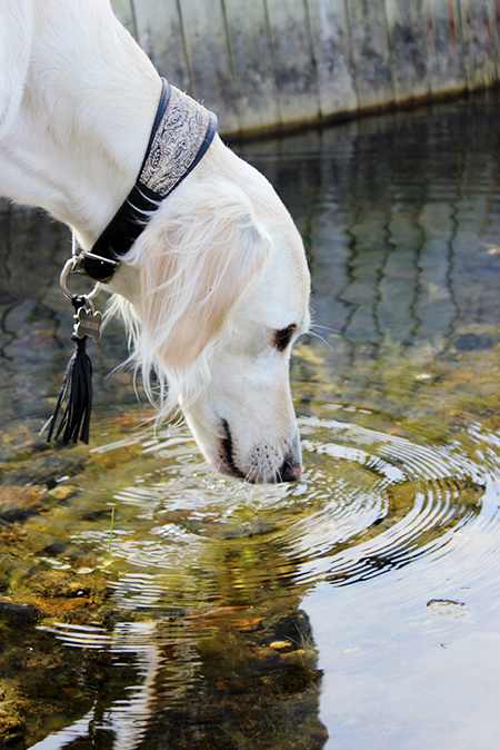 Saluki Garamiyas Ghandoor