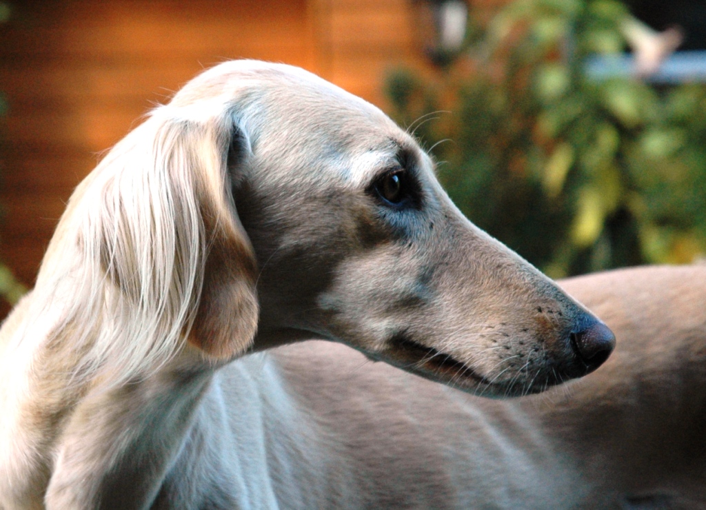 Gold saluki Garamiyas Ghadwa head study