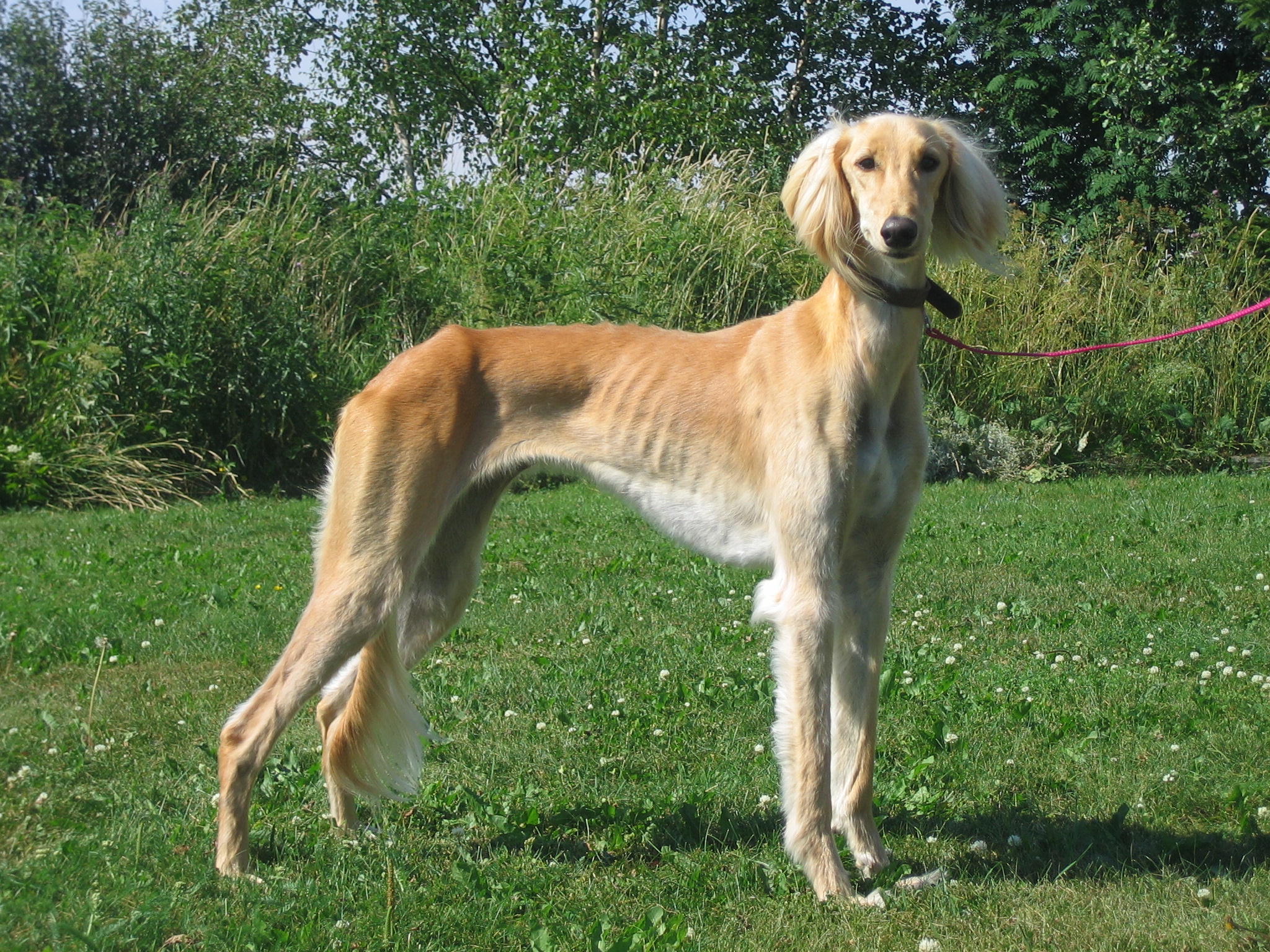 saluki Garamiyas Ghinwa